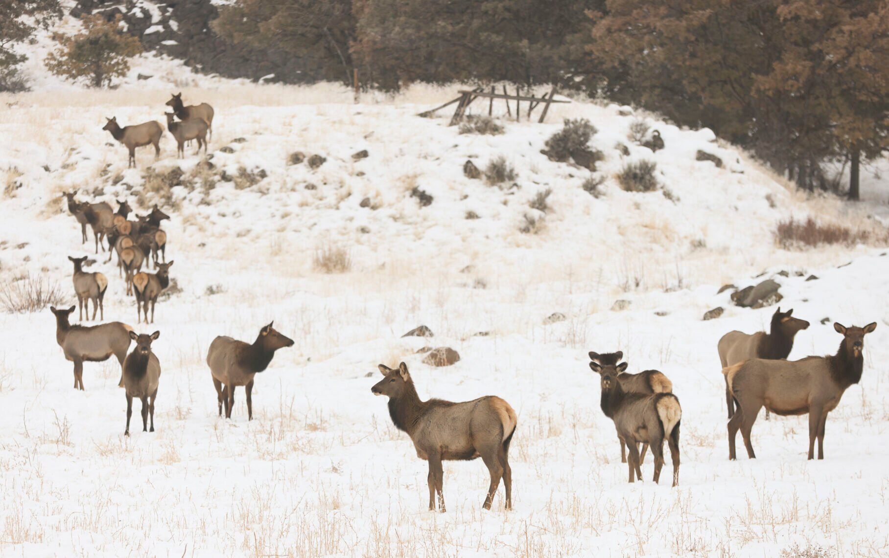 Alces